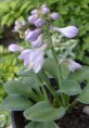 Hosta Blue Mouse Ears